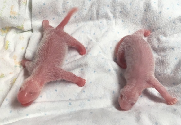 Reprodução/Twitter/@ZooATL