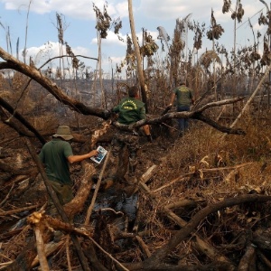 Com queimada e desmatamento, pecuária ameaça a Amazônia Com queimada e desmatamento, pecuária ameaça a Amazônia