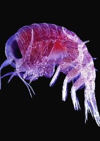 Uwe Kils/Wikimediacommon