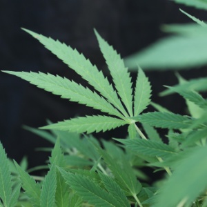 Conheça a rota da maconha que sai do Paraguai para o Brasil Conheça a rota da maconha que sai do Paraguai para o Brasil